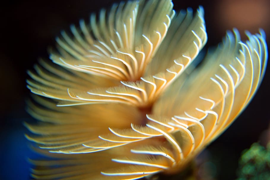 selectivo, fotografía de enfoque, amarillo, blanco, anémona de mar, gusano, arrecife, submarino, océano, mar