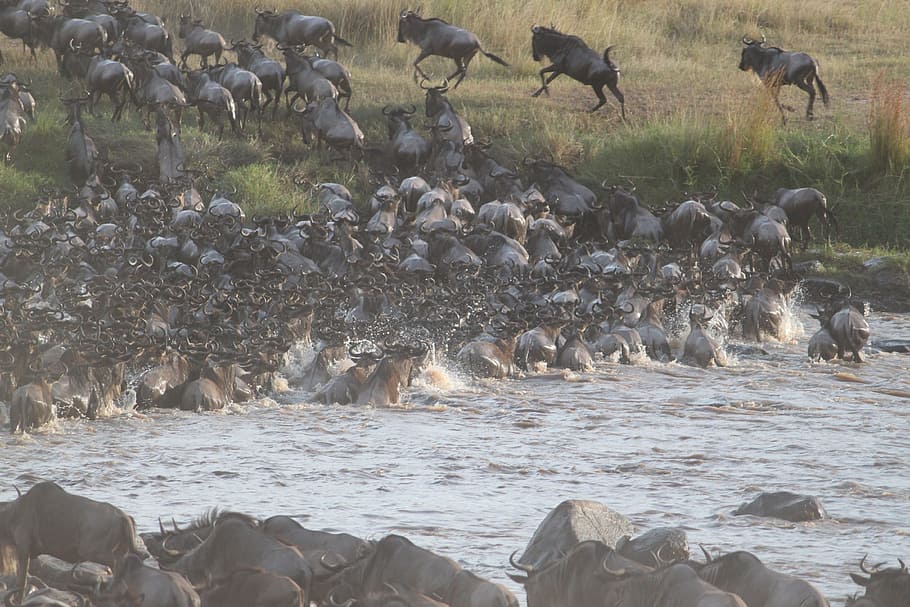 wildebeest migration, great, Wildebeest, Great Migration, migration, kenya, africa, serengeti, safari, tanzania