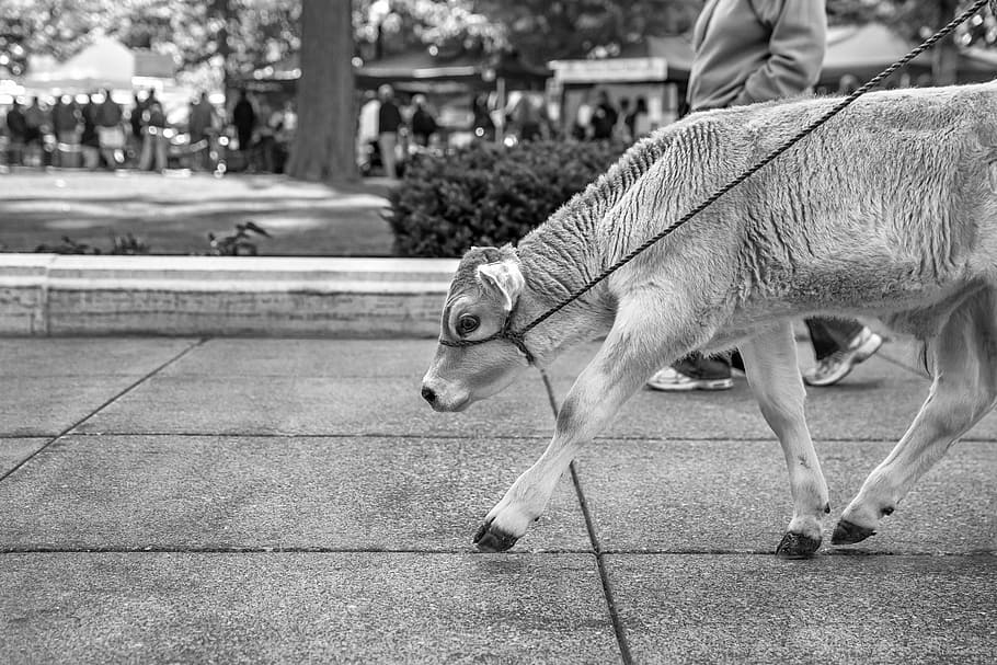 grayscale photography, animal, person, wearing, gray, shirt, grayscale, photography, animals, urban