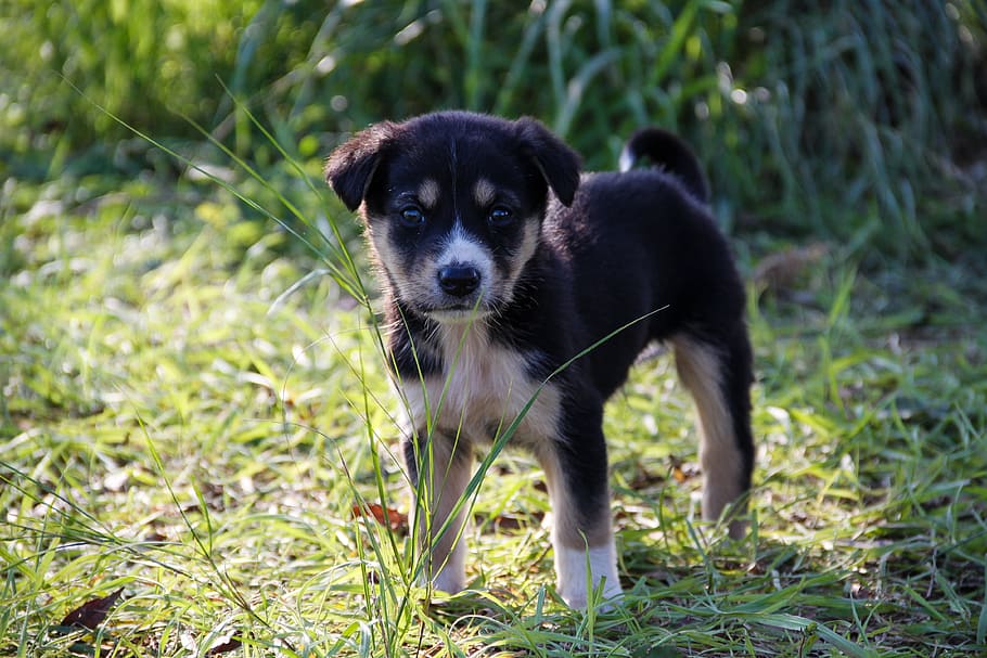 selective, focus photography, short-coated, black, brown, puppy, standing, green, grass, dog