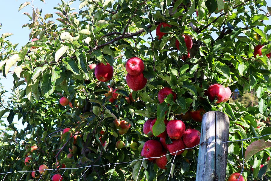 manzana, cosecha, otoño, plantación, rojo, maduro, fresco, saludable, fruta, comer
