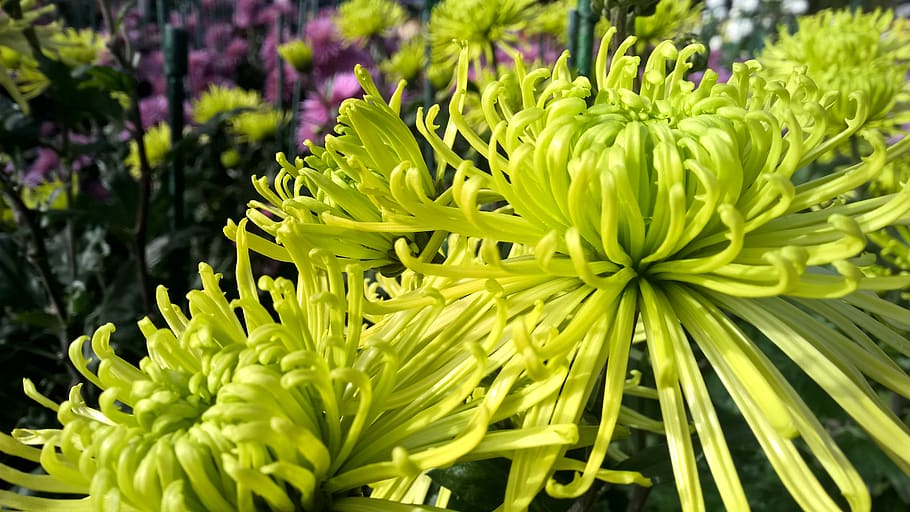 chrysanthemum, green, bloom, plant, beauty in nature, growth, flower, flowering plant, close-up, vulnerability