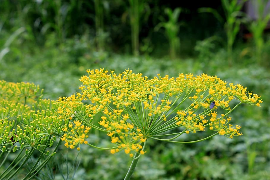 anethum, apiaceae, dill, flowers, graveolens, herbs, spices, plants, flower, yellow