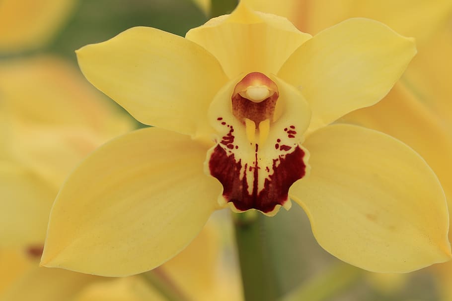 orquídea, phalaenopsis, flor, flores, flora, naturaleza, plantas, exóticas, tropicales, amarillas