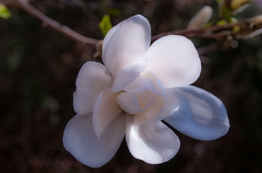 magnolia, flor, floración, primavera, árbol, rosa, floración completa, frühlingsblüher, color, sol de primavera