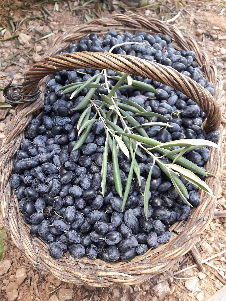 olives, olivas, mediterranean, olive, agriculture, food, basket, food and drink, freshness, high angle view