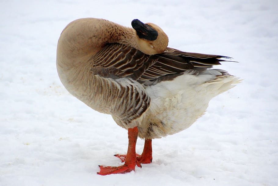 goose, höcker goose, feather, plumage, animal, poultry, clean up, spring care, domestic goose, bird
