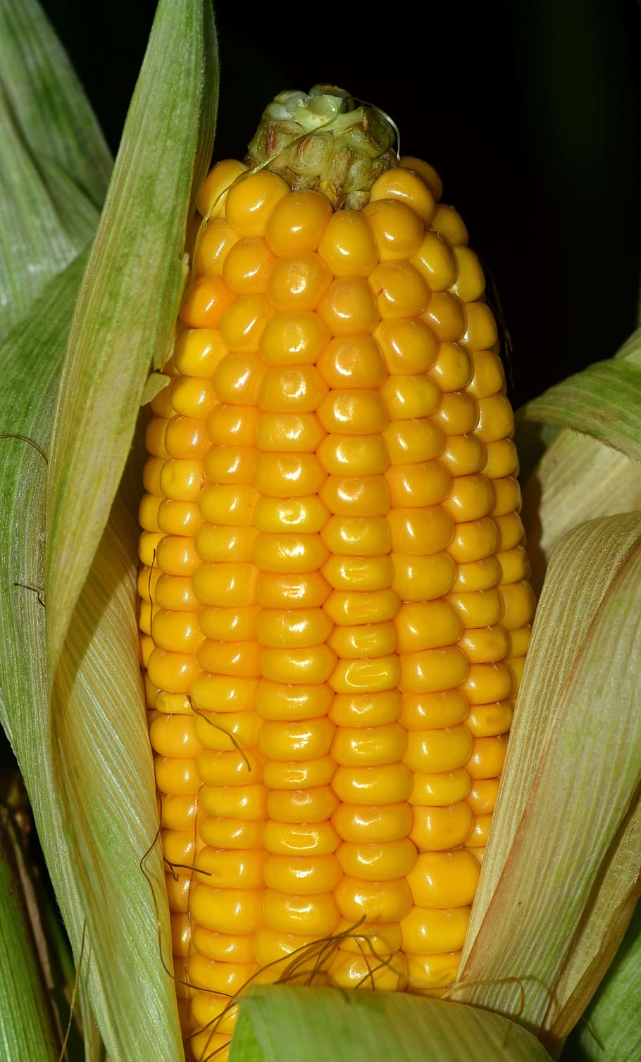 corn, corn on the cob, food, vegetables, cereals, autumn, eat, nature, corn kernels, grain