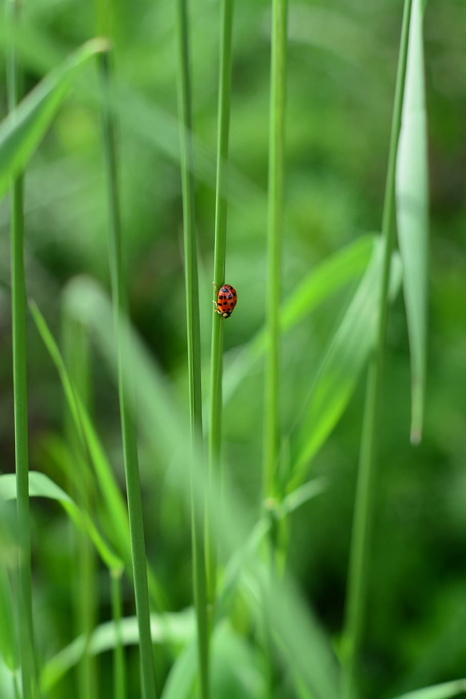 ladybug, green, nature, leaf, leaves, insect, beetle, lucky charm, garden, red