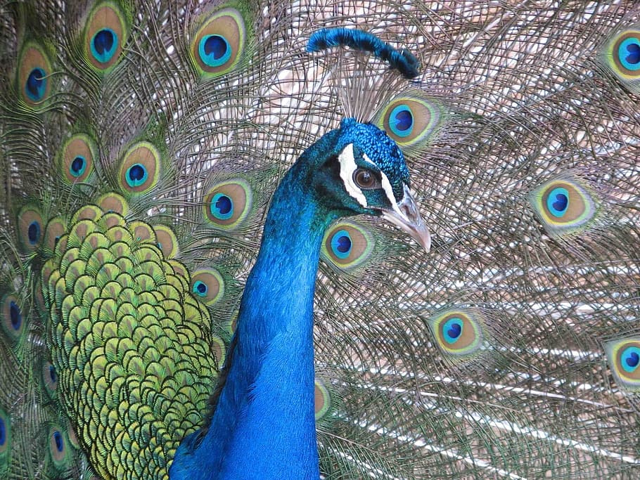 Peacock, Close Up, Plumage, Bird, Head, tail, peafowl, fantail, vibrant, exotic