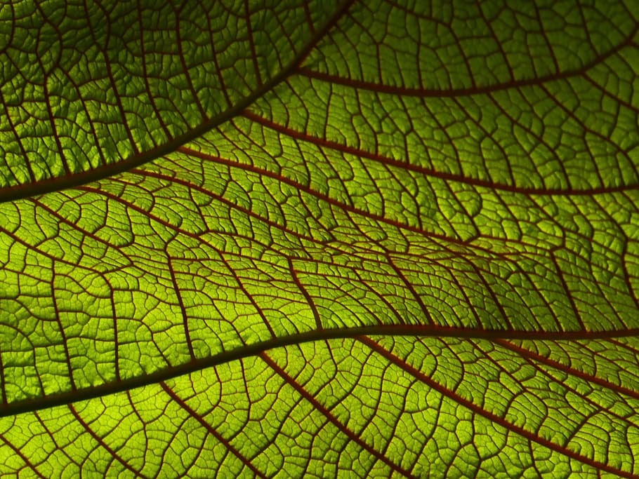 leaf, macro, nature, texture, pattern, tropical, jungle, exotic, plant, closeup