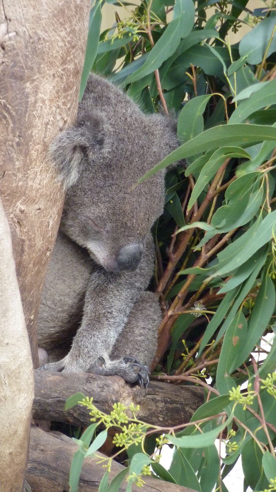 koala, koala bear, sad, animal, bear, bush animal, australia, eucalyptus, marsupial, mammal
