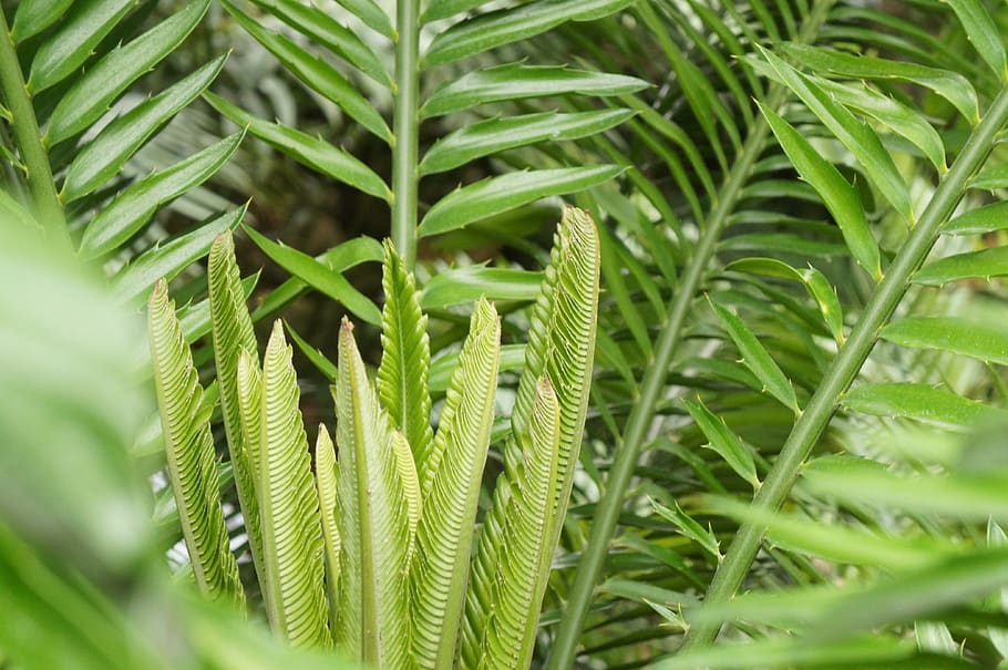 fern, leaf, plant, fiddlehead, green color, growth, plant part, beauty in nature, close-up, nature