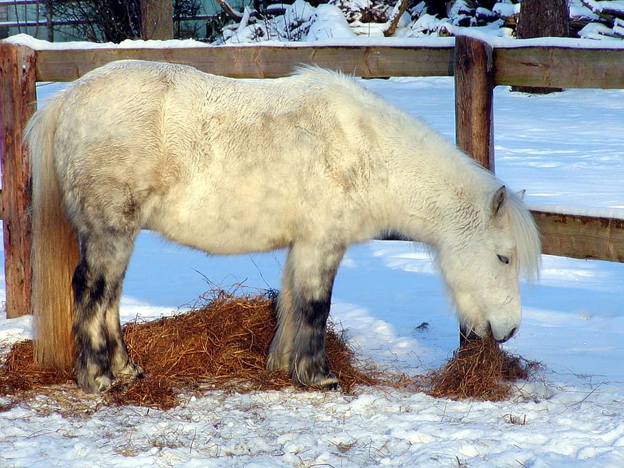 shetland pony, horse, pony, animal, wuschelig, ride, white, fur, horse  riding ponyrasse, small horse breed | Pxfuel