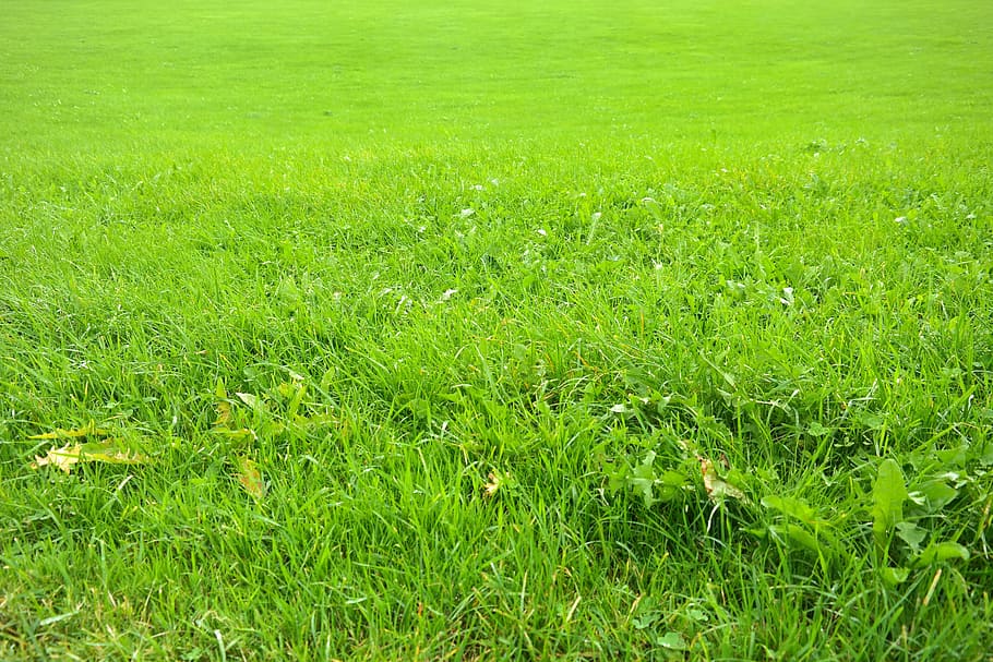 campo verde, prado, arremetida, suculento, verde, verde claro, tons de verde, grama, pastagens, cor verde