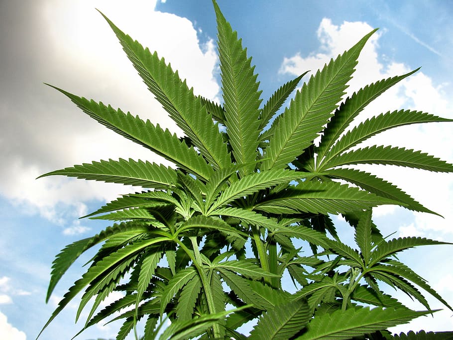 planta de cannabis, maconha, planta, erva, cânhamo, erva daninha, verde, neblina, cultivo, natureza