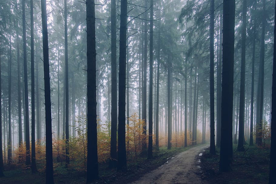 brown, pathway, surrounded, trees, forest, fogs, daytime, plant, nature, path