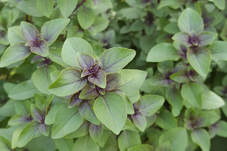 green, ovate plant, tulsi, spice, aromatic herb, purple basil, green leaves, ocimum tenuiflorum, plant part, leaf