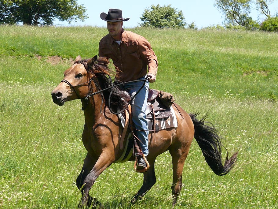 hombre, equitación, caballo, durante el día, rodeo, vaquero, jinete, país, occidental, granja
