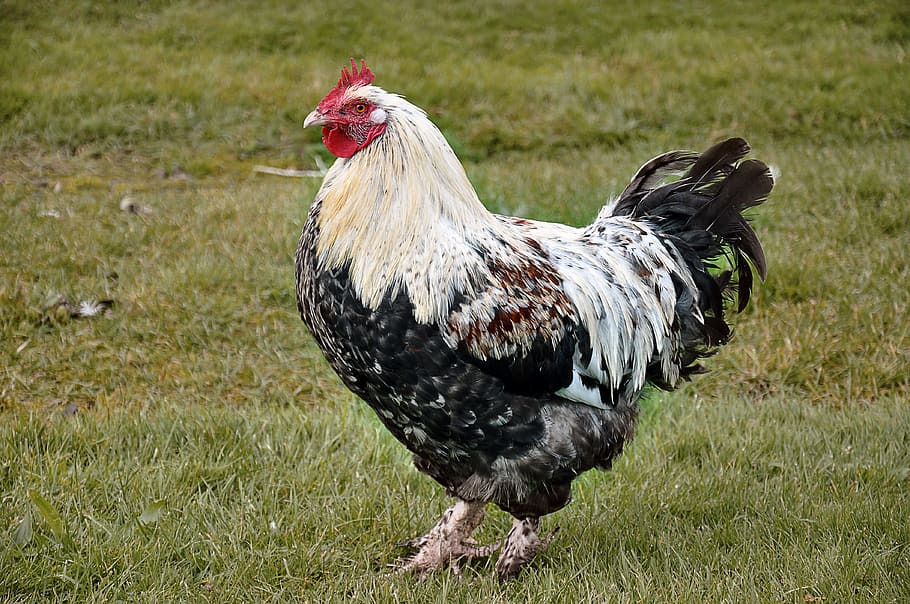 black, white, bantam rooster, standing, grass, hahn, poultry, crow, farm, gockel