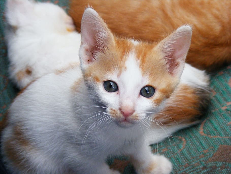 kucing kucing oranye, kucing, hewan, hewan peliharaan, imut, mamalia, bulu, muda, domestik, sedikit