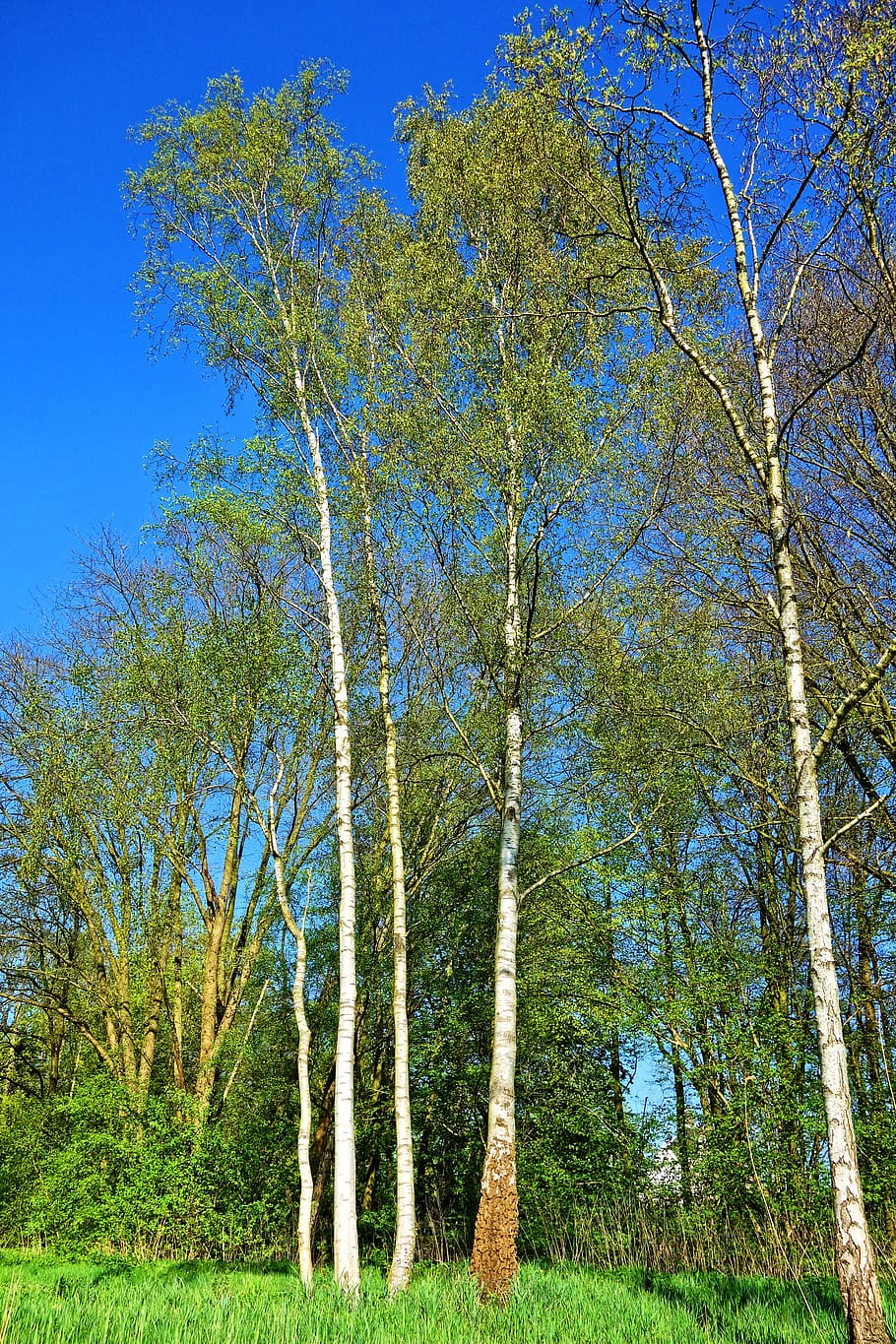 birch tree, birch, tree, birch grove, white, trunk, birch bark, white bark, tall, slender