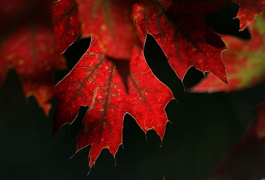 red, autumn, leaves, maple, tree, nature, outdoors, close up, foliage, fall