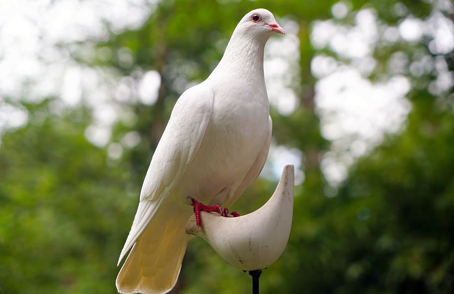 paloma blanca, paloma, pájaro, naturaleza, paz, blanco, esperanza, símbolo, religión, espíritu