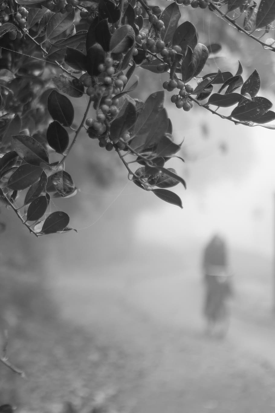 biking, cyclist, haze, fog, mist, ghost, branch, leave, black and white, bicycle