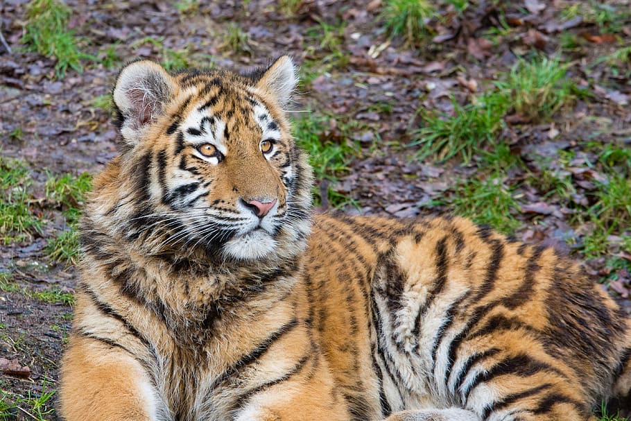 Siberian Tiger, Cub, tiger on ground, animal themes, animal, tiger, mammal, feline, animal wildlife, animals in the wild