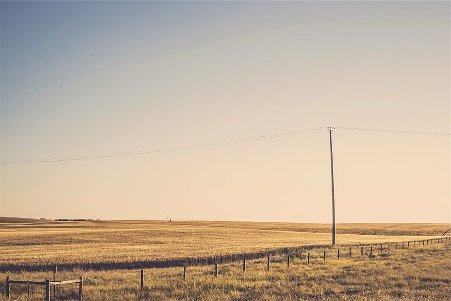 brown, grass lawn, daytime, body, water, photography, rural, fields, grass, power lines