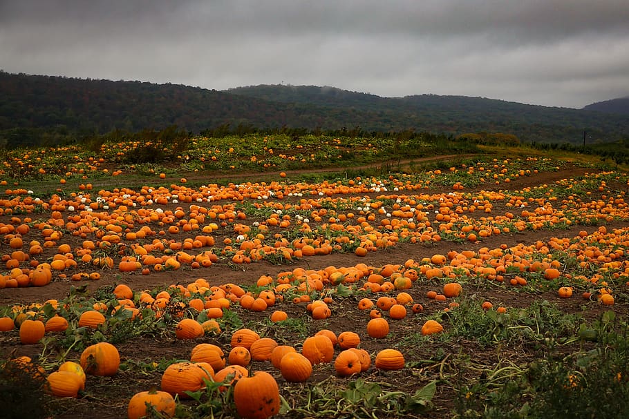 pumpkin, patch, pumpkin patch, foggy, fall, food, food and drink, landscape, agriculture, environment