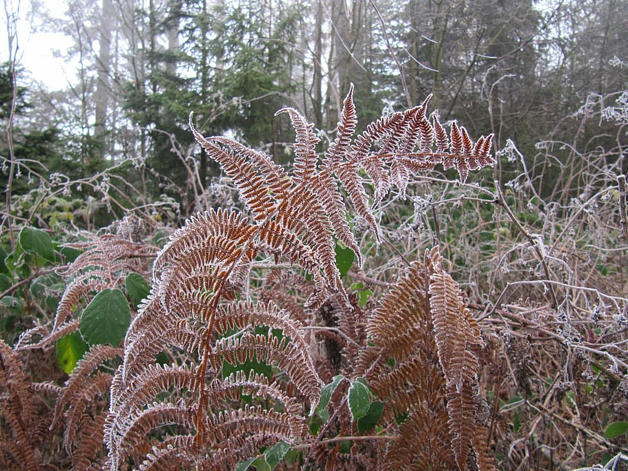 Frost, Fern, Nature, Plant, Flora, fiddlehead, cactus, outdoors, no People, animal wildlife