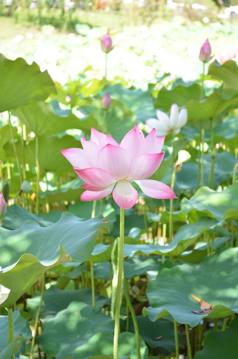 rosa flor de pétalo, loto, flor, holandés, loto de agua, estanque, naturaleza, planta, planta floreciendo, pétalo
