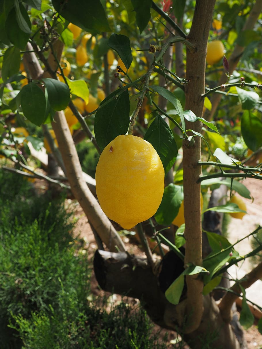 lemon, limone, lemon tree, citrus × limon, citrus, fruit, tropical fruit, yellow, ripe, vitamins