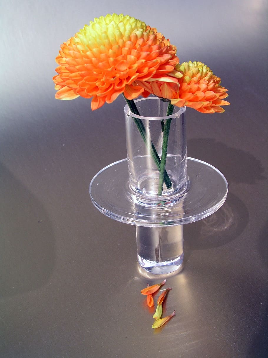 Crystal Still Life Flower Vase Flowering Plant Plant Nature