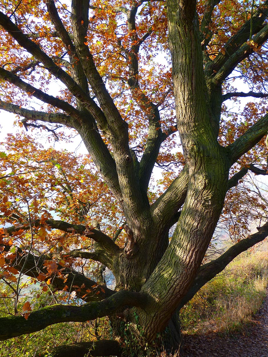 Roble, árbol, otoño, hojas, tribu, colorido, ramas, grande, enorme, poderoso