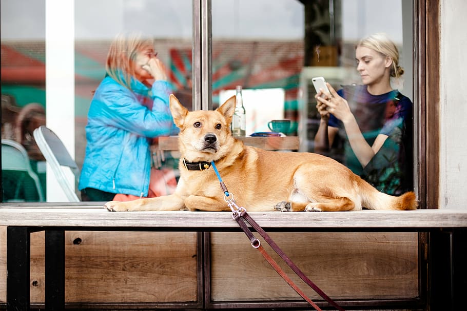 dog, lying, bench, outdoor, animal, leash, outside, people, pet, women