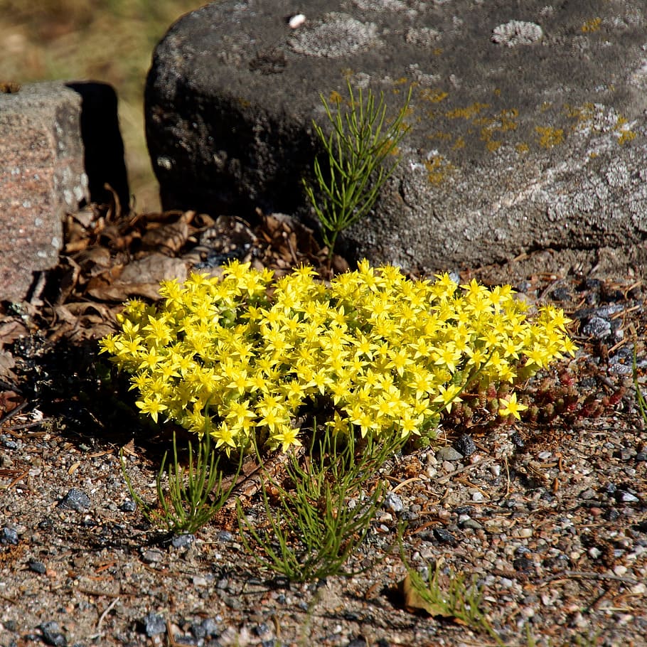 rock flower, yellow tussock, small yellow flowers, in a dry growing, flower, plant, flowering plant, yellow, nature, growth