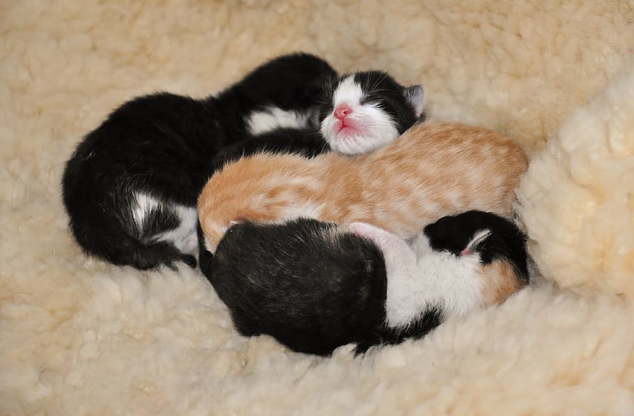 empat, anak kucing berlapis pendek, krem, kain, anak kucing, tempat berlindung hewan, terlahir kembali, kucing muda, kesejahteraan hewan, tiga warna