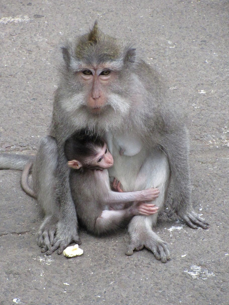 monkey, baby monkey, macaque, primates, ape, families, animals, mother, indonesia, wild life