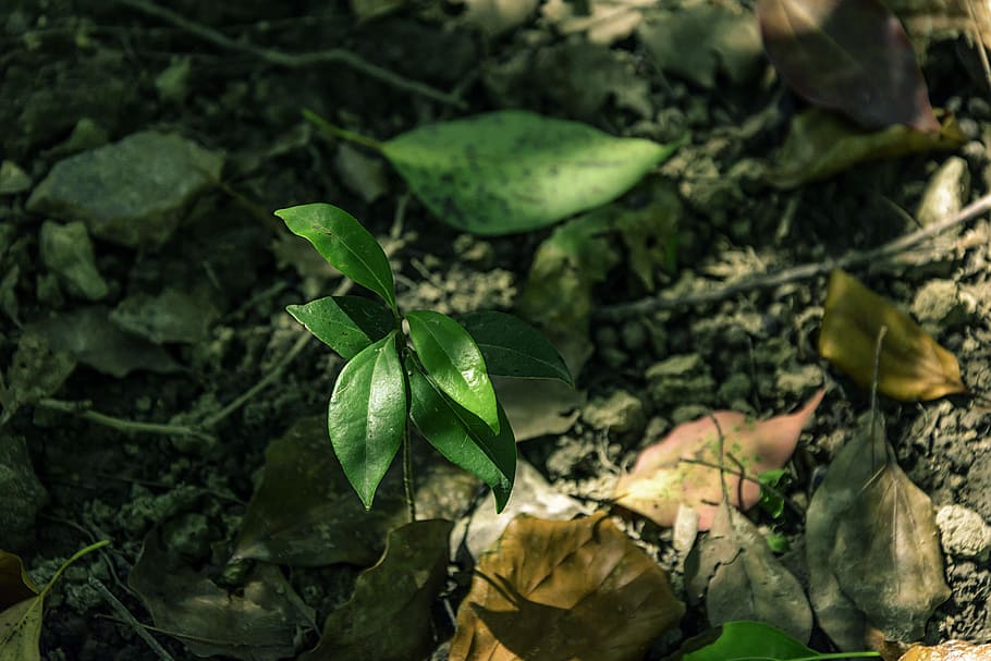 Woods, Sapling, Cinnamomum Camphora, leaf, dead leaves, sunshine, close-up, autumn, green color, outdoors
