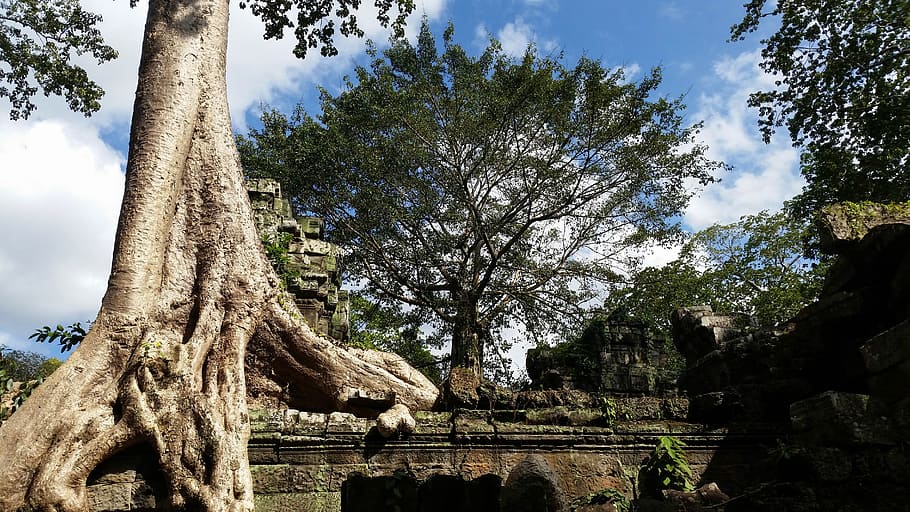 green leafed trees, cambodia, angkor, temple, ta prohm, history, asia, temple complex, root, tree