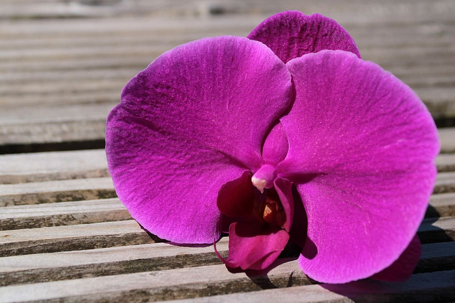 orquídea, planta ornamental, orchidaceae, flor, violeta, planta de  interior, floración, naturaleza, primer plano, invernadero de orquídeas |  Pxfuel