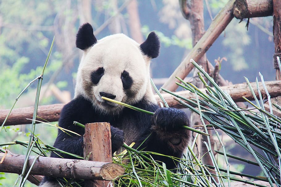 panda eating bamboo, black and white, adorable, national animal, panda, research base, animal, bear, lovable, cute
