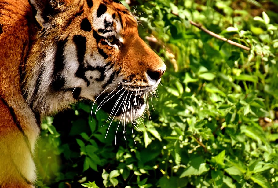 merapatkan, foto, harimau bengal, harimau, predator, bulu, cantik, berbahaya, kucing, fotografi satwa liar