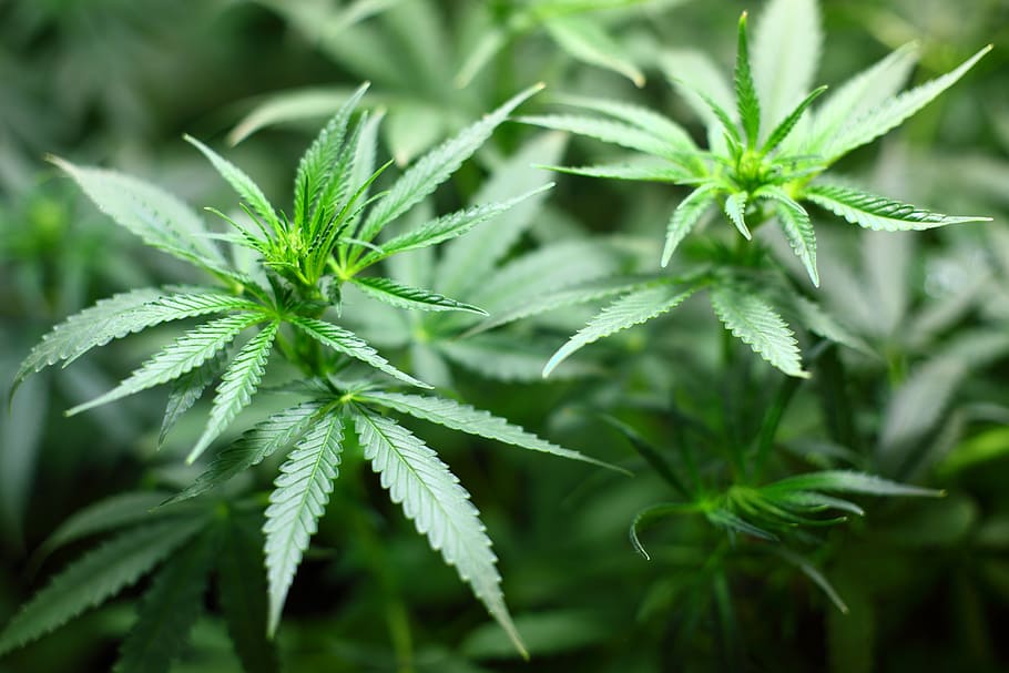 緑の大麻植物, 苗, 大麻, マリファナ, マリファナ-ハーブ大麻, 麻薬, 大麻植物, 大麻-麻薬, 自然, 植物