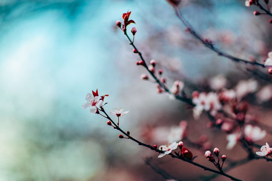 selektif, fokus fotografi, warna merah muda, bunga, bunga sakura, pohon bunga sakura, pohon, merapatkan, mekar, cabang