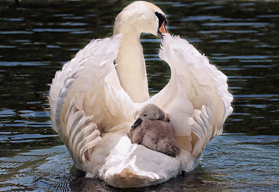 cisne, cisne bebé, blanco, cisne blanco, agua, lago, pájaro, ave acuática, animal, nadar
