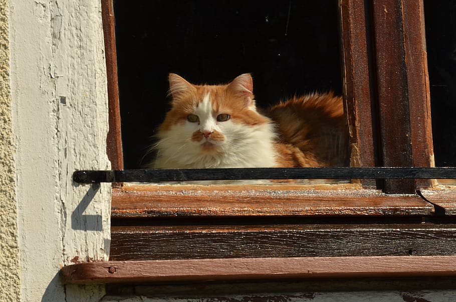 cat, pet, sun, window, window sill, domestic, mammal, domestic animals, pets, domestic cat